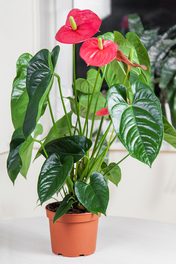 As Melhores Plantas para O Seu Espaço de Trabalho